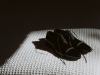Alice+Rob-013